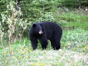 Banff Black Bear