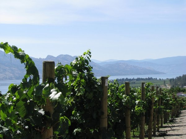 Quail's Gate vineyard