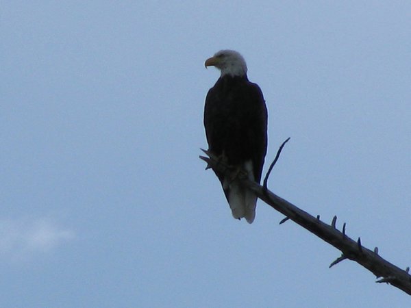 Rogue River bald eagle