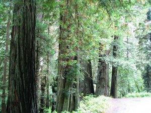 Northern CA Redwoods