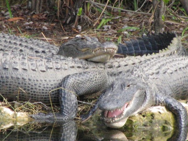 Florida alligators