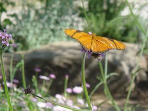 Butterfly Garden at Desert Museum