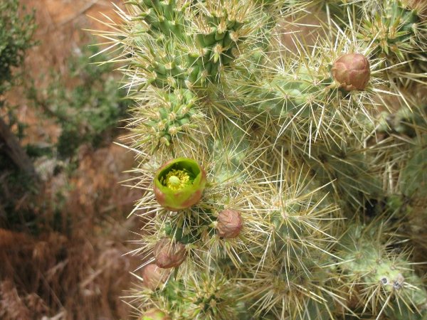 More Cactus Flowers