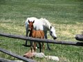 Wyoming Ranch Horses