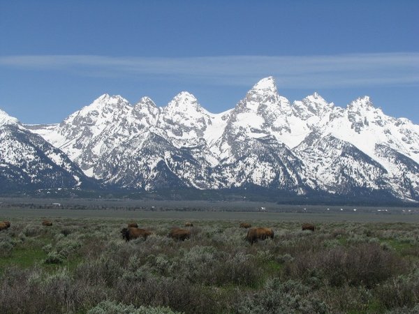 Teton Buffalo Herd