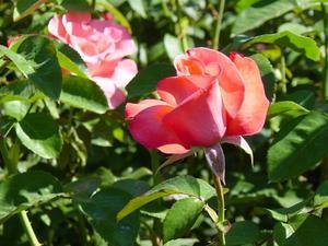Rose in Test Garden