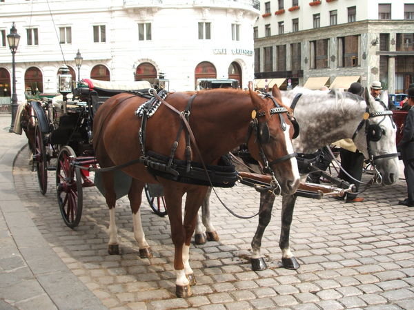 Horse Carriage