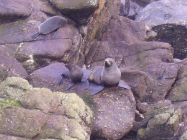 Seals, NZ