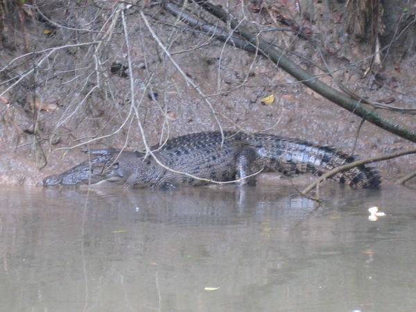 A nice big croc