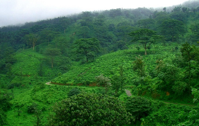 Bonacaud Hills