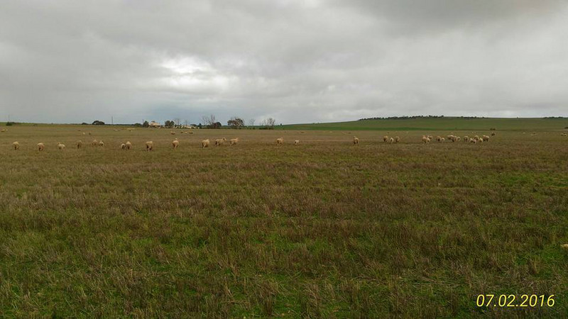 Farming near Yorketown