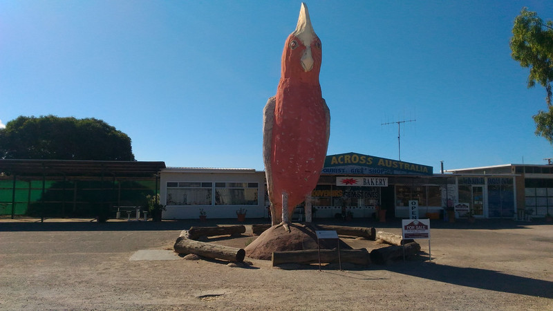 Galagh at the Kimba information centre