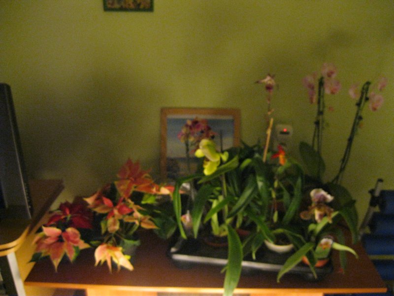 View of collection (on coffee table )