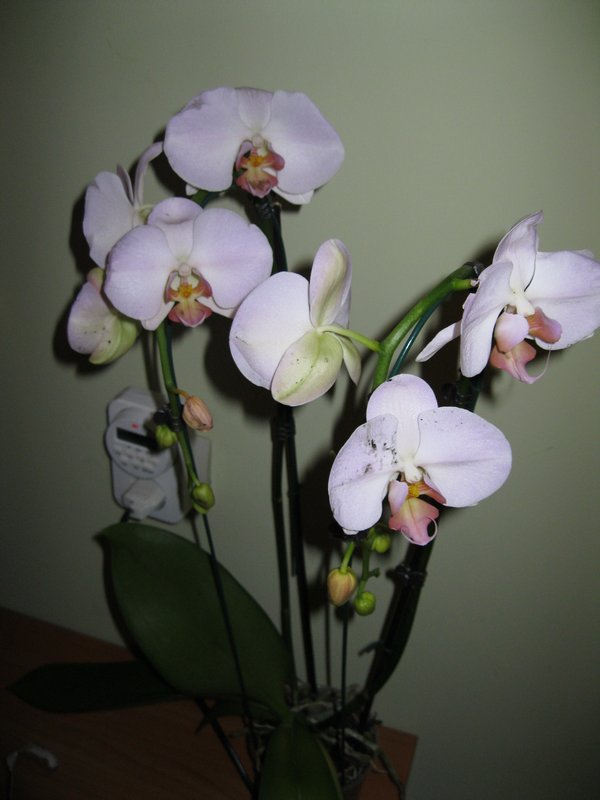 Back home Orchids 