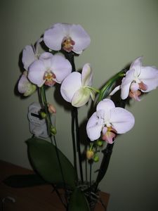 Back home Orchids 