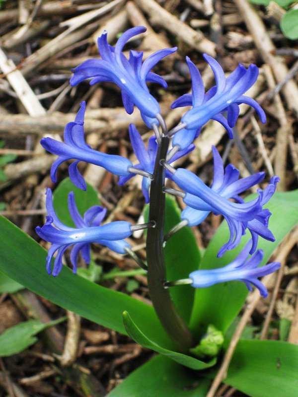 Wild hyacinths 24