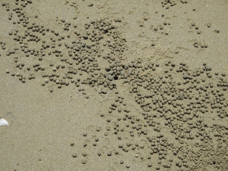 Sand Ball Crabs
