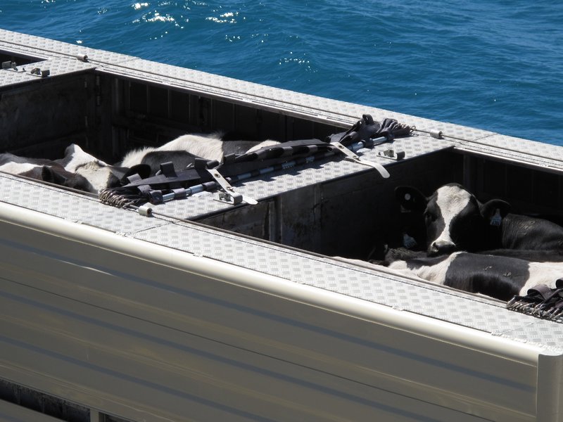 Cows out for a ferry ride