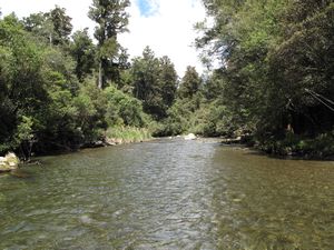 Waitahanui River