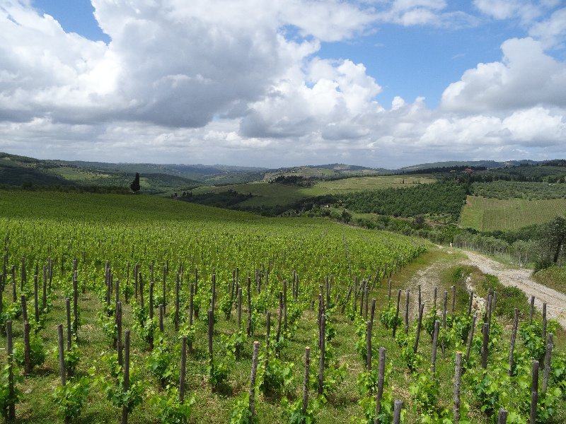 Vineyard in Chianti