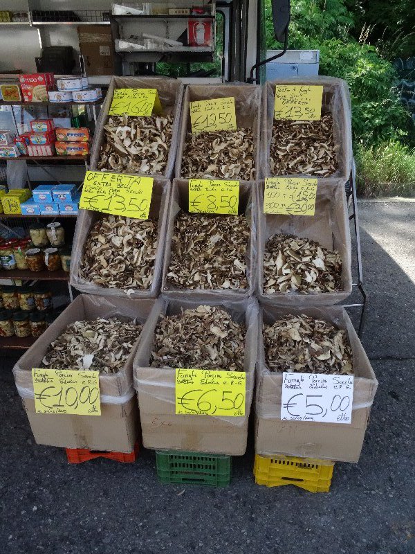 All sizes of porcini mushrooms