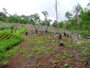Forest graveyard