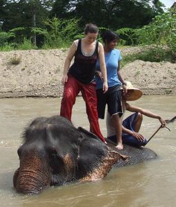 Standing on an elephant