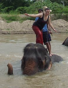 Surfing the elephant