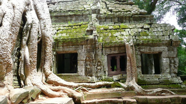 Tree temple 