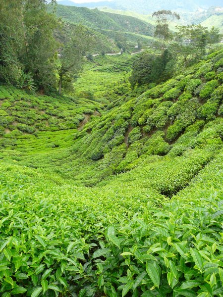 In the shadow of the valley of Tea