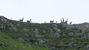 29 6 15 Deer at Tarbert, Loch Nevis
