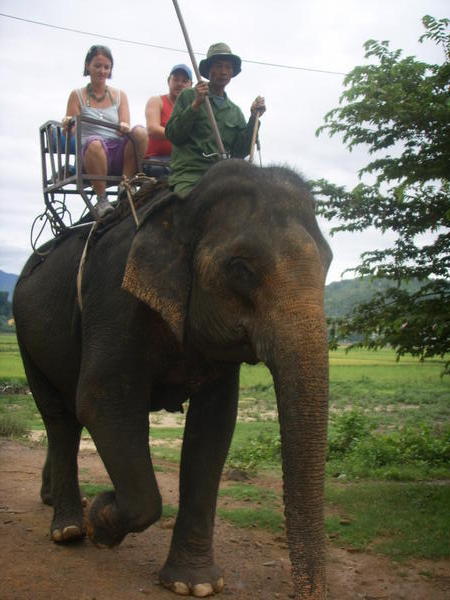 elephant trekkn'