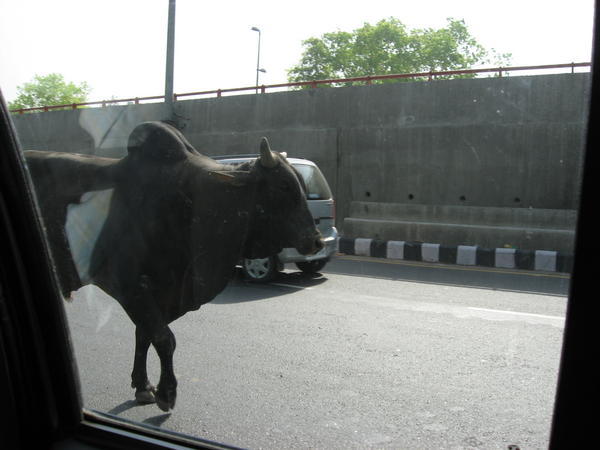 Commuting Bull