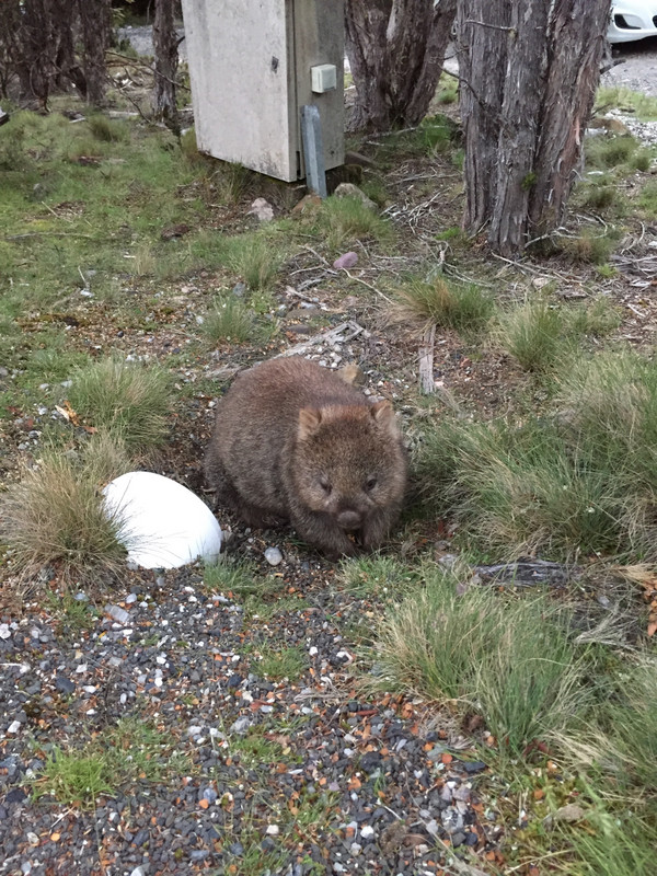 Tasmanian Wombat