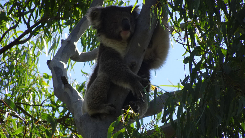 Friendly Koala
