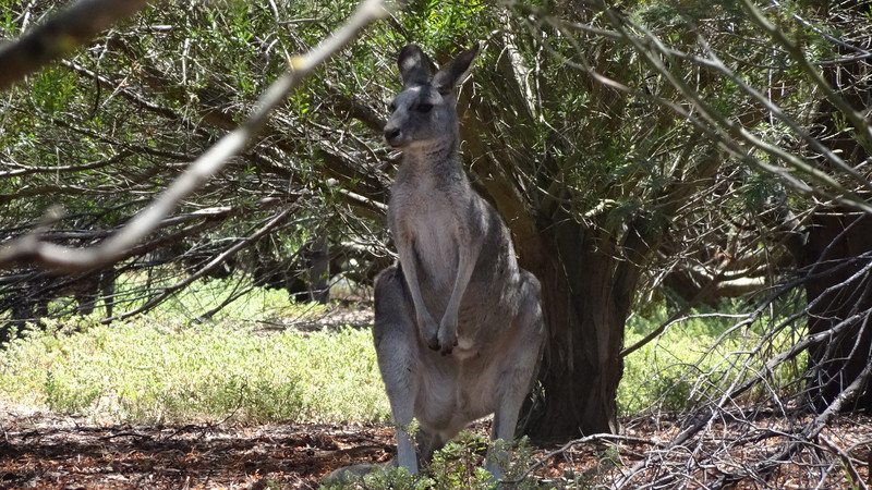 Female Kangaroo