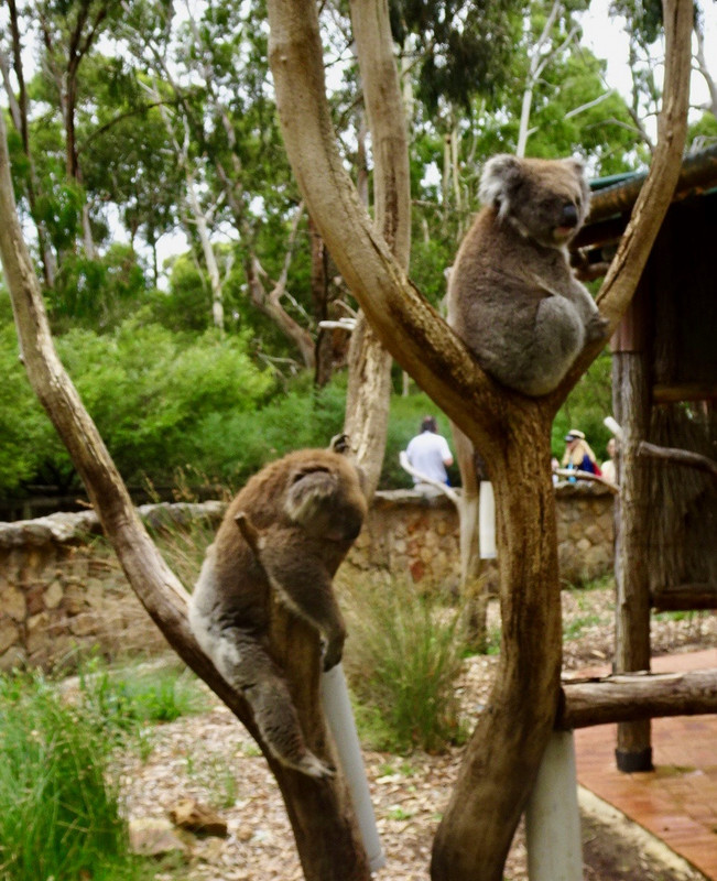 Koalas   