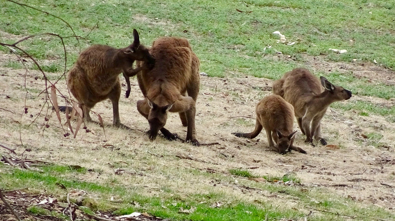 Kangaroo mob