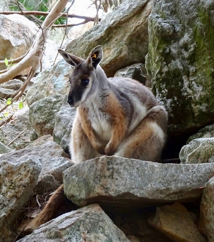 Ring Tailed Wallaby