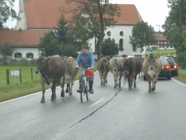 Cars vs Cattle in the countryside of Germany