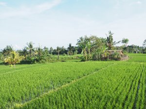Rice paddy behind villa