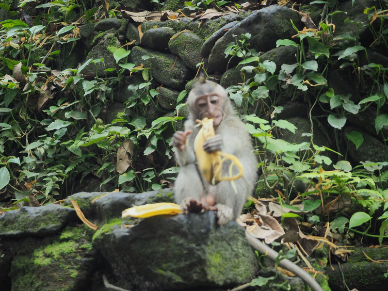 Monkey forest inhabitant
