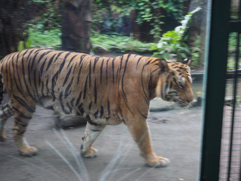Tiger waiting for dinner