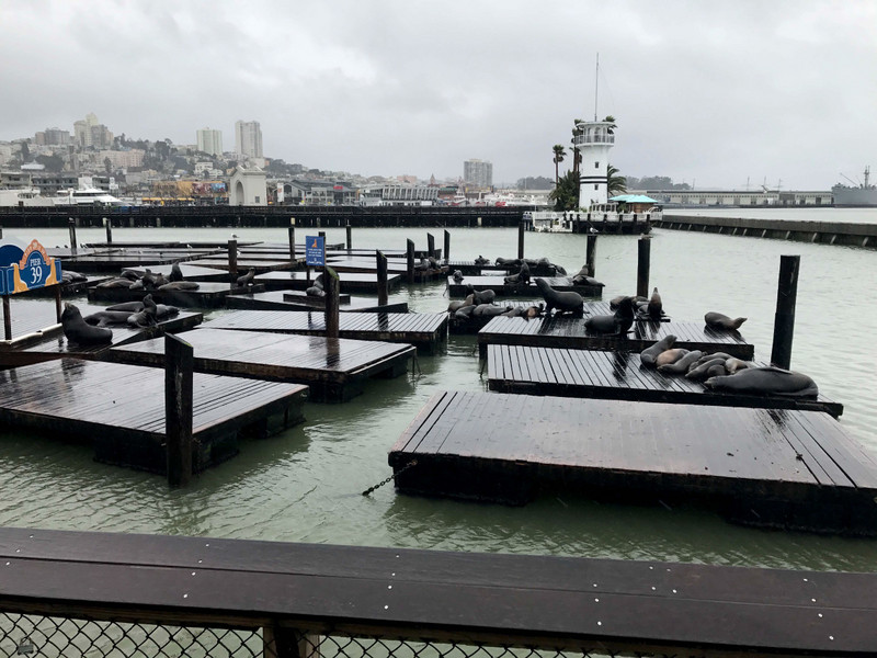 The Sea Lions at the Pier