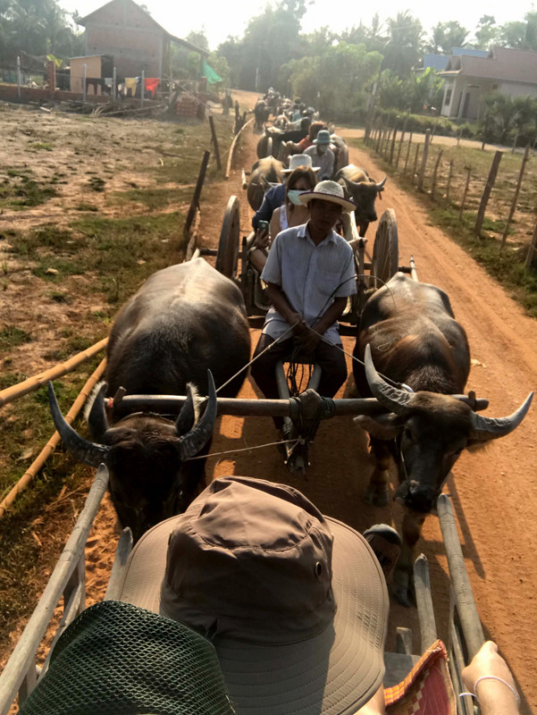 Traffic of ox carts