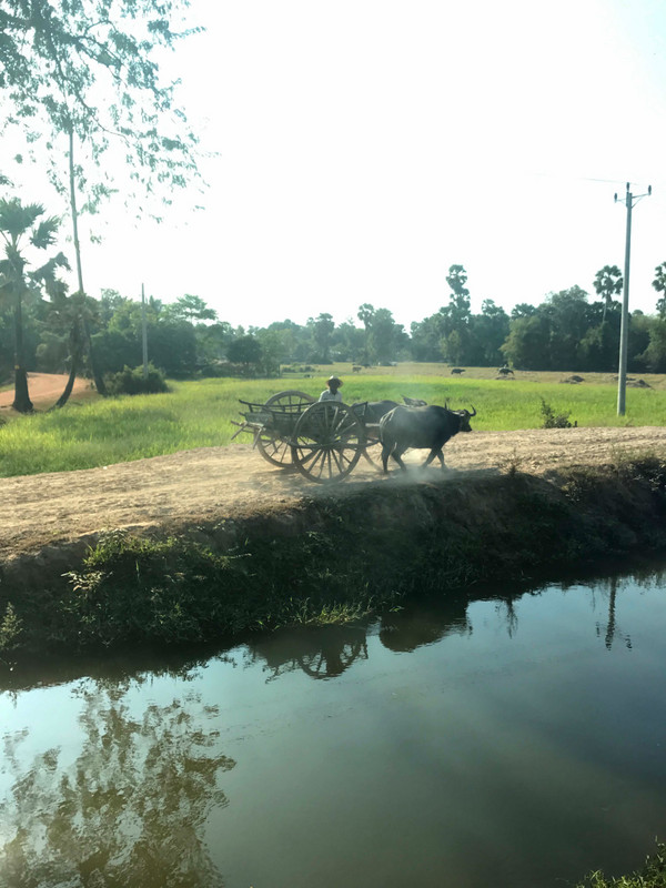 Actual working ox cart across the canal