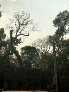 Approaching the Jungle Wat