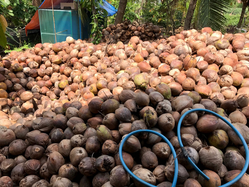 Huge pile of coconuts in the yard