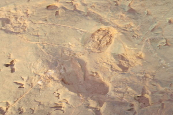 Footprints at Lark Quarry