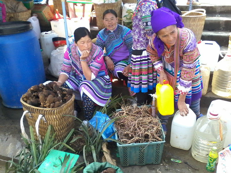 Spécialité des Hmong fleuris: herbes médicinales et champignons magiques